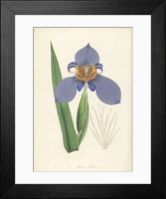 Framed Print : North's false flag, Trimezia northiana Framed Print : North's false flag, Trimezia northiana