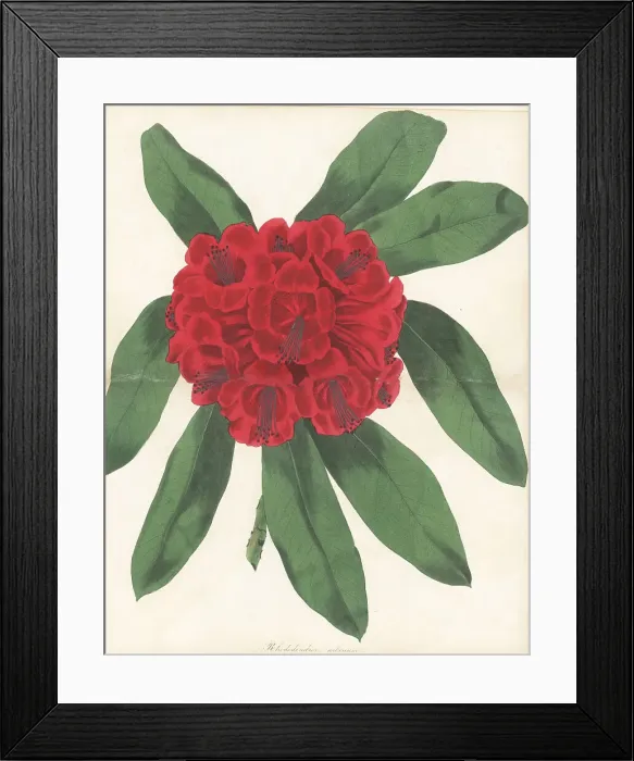 Framed Print : Tree rhododendron, Rhododendron arboreum Framed Print : Tree rhododendron, Rhododendron arboreum