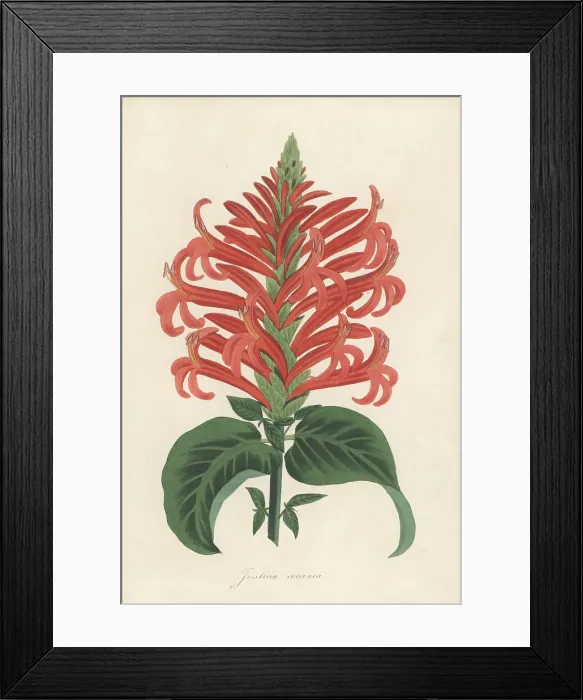Framed Print : Cardinals guard, Pachystachys coccinea Framed Print : Cardinals guard, Pachystachys coccinea