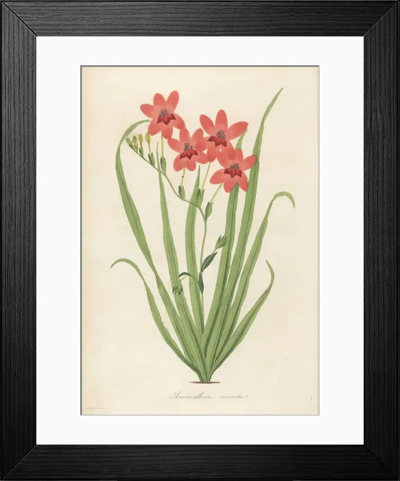 Framed Print : Flowering grass, Freesia laxa Framed Print : Flowering grass, Freesia laxa