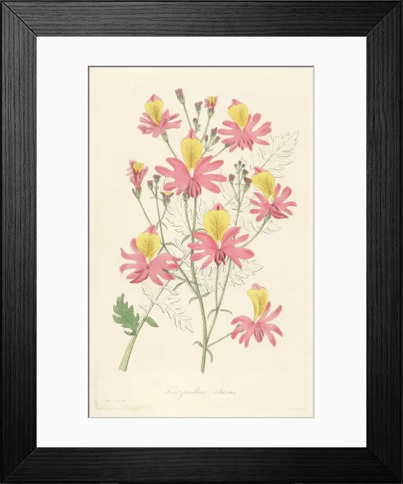 Framed Print : Butterfly flower, Schizanthus grahamii Framed Print : Butterfly flower, Schizanthus grahamii