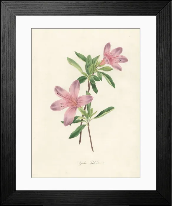 Framed Print : Pretty azalea, Azalea pulchra Framed Print : Pretty azalea, Azalea pulchra