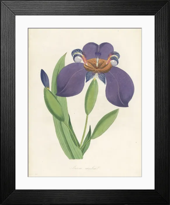 Framed Print : Walking iris, Trimezia coerulea Framed Print : Walking iris, Trimezia coerulea