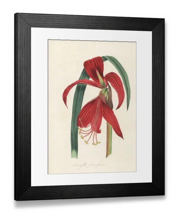 Framed Print : Aztec lily, Sprekelia formosissima Framed Print : Aztec lily, Sprekelia formosissima