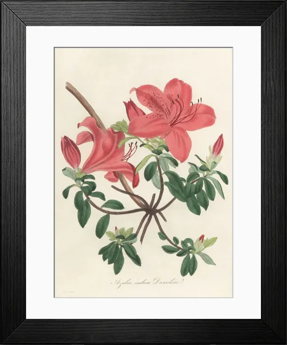 Framed Print : Chinese azalea, Rhododendron indicum Framed Print : Chinese azalea, Rhododendron indicum