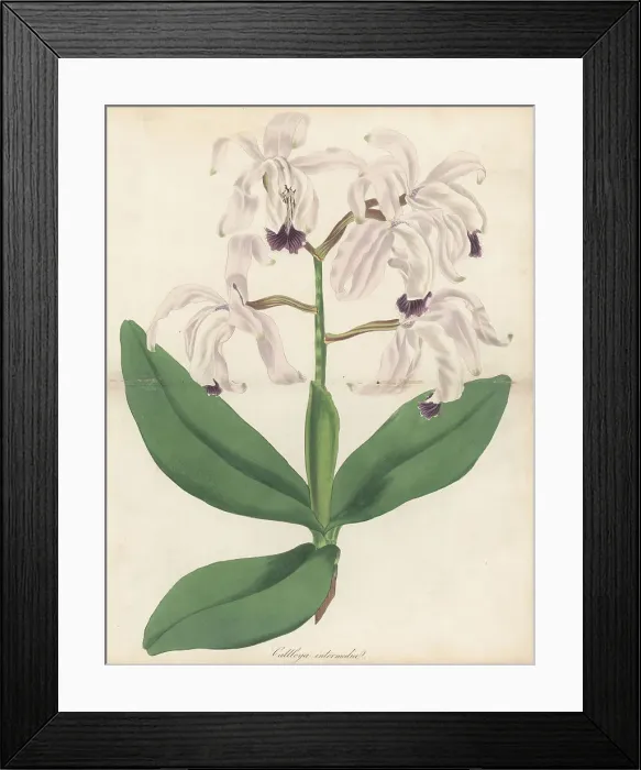 Framed Print : Intermediate cattleya orchid, Cattleya intermedia Framed Print : Intermediate cattleya orchid, Cattleya intermedia