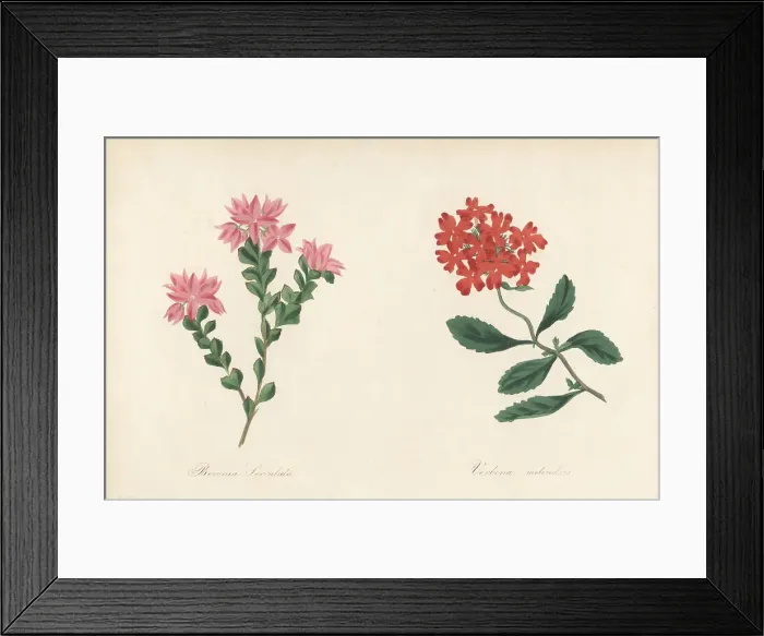 Framed Print : Native rose and Peruvian mock vervain Framed Print : Native rose and Peruvian mock vervain