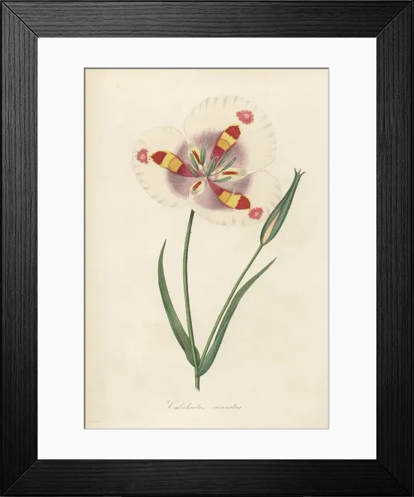 Framed Print : Butterfly mariposa lily, Calochortus venustus Framed Print : Butterfly mariposa lily, Calochortus venustus