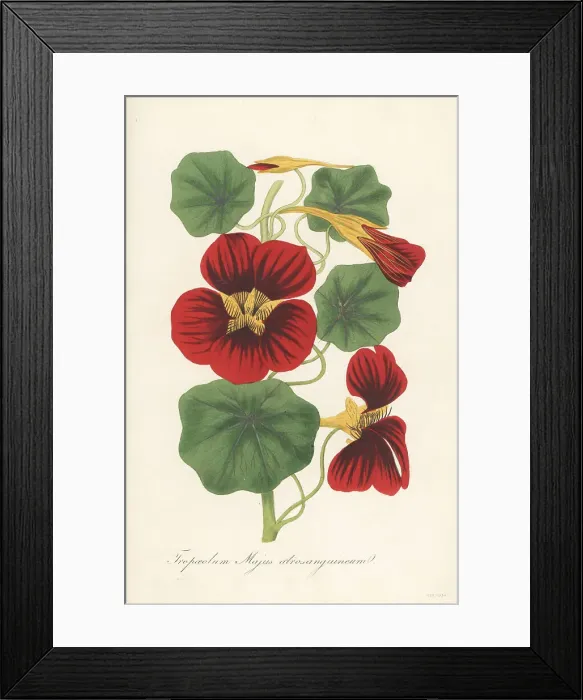 Framed Print : Garden nasturtium, Tropaeolum majus Framed Print : Garden nasturtium, Tropaeolum majus