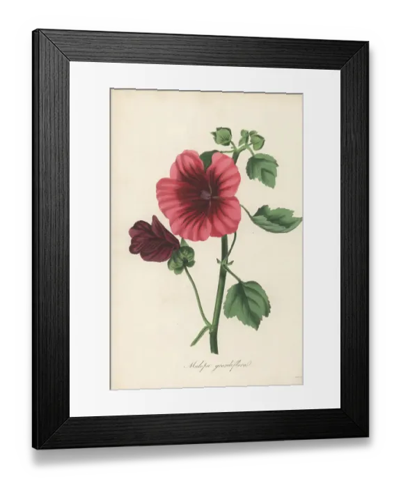 Framed Print : Mallow-wort, Malope trifida Framed Print : Mallow-wort, Malope trifida