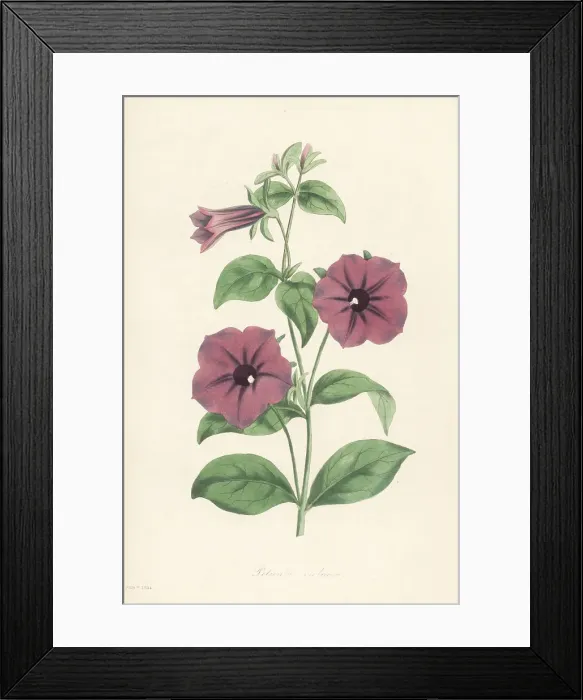 Framed Print : Shanin, Petunia integrifolia Framed Print : Shanin, Petunia integrifolia