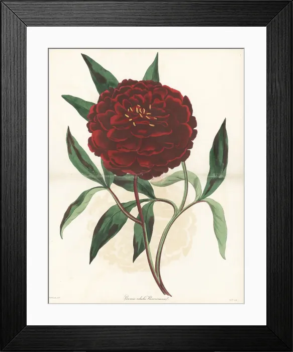 Framed Print : Chinese peony, Paeonia lactiflora Framed Print : Chinese peony, Paeonia lactiflora