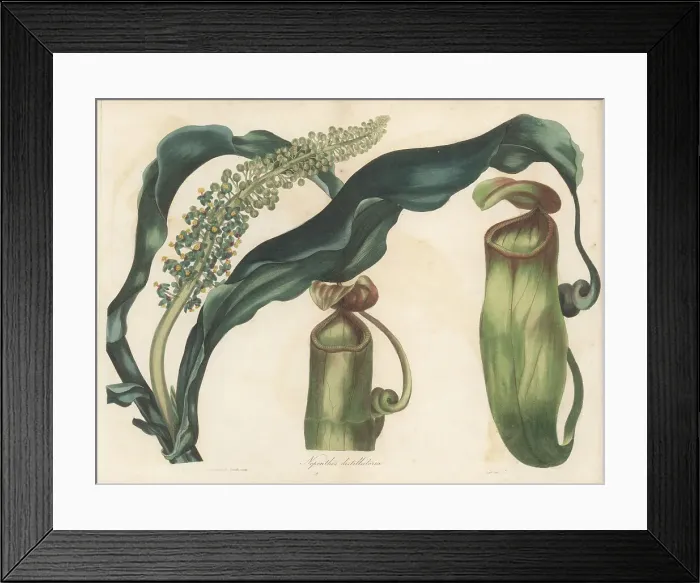 Framed Print : Pitcher plant, Nepenthes distillatoria Framed Print : Pitcher plant, Nepenthes distillatoria