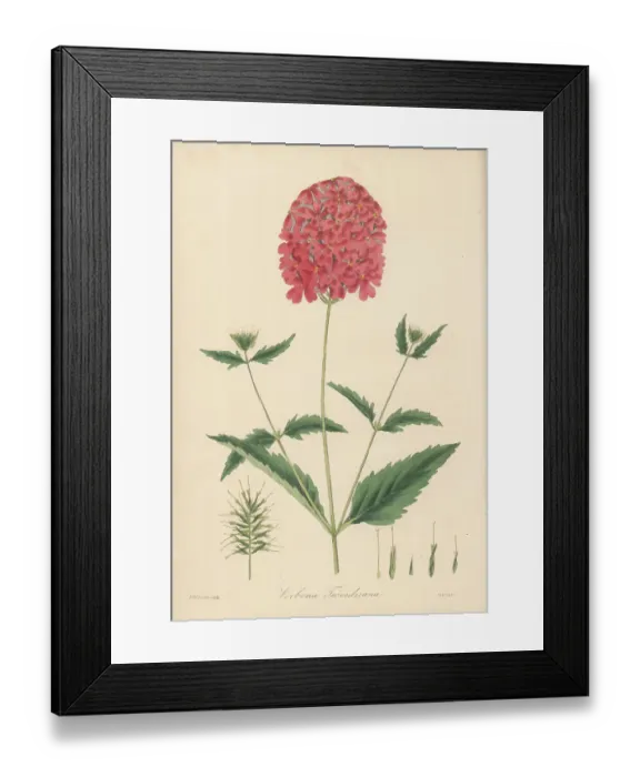 Framed Print : Mr. Tweedie's scarlet vervain, Verbena tweedieana Framed Print : Mr. Tweedie's scarlet vervain, Verbena tweedieana