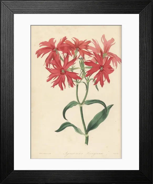 Framed Print : Chinese lychnis or jian chun luo, Lychnis senno Framed Print : Chinese lychnis or jian chun luo, Lychnis senno