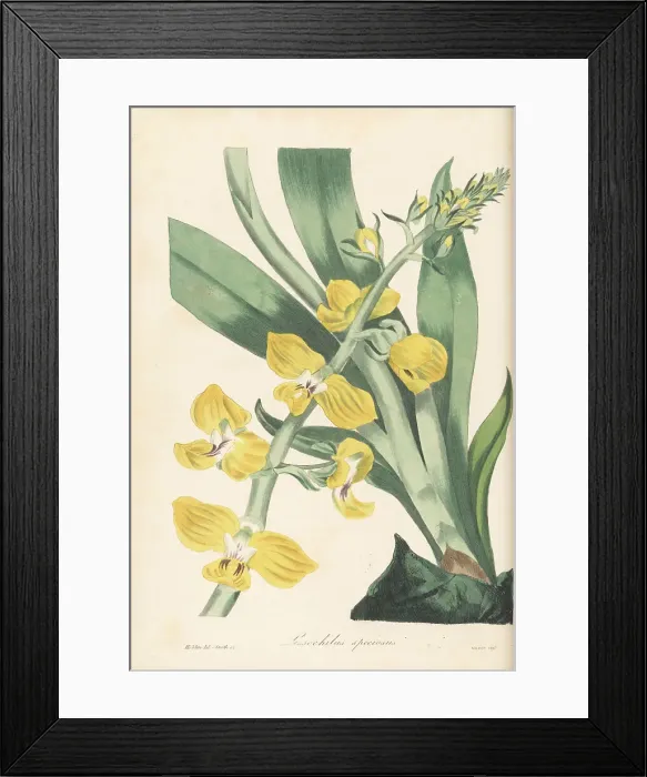 Framed Print : Eulophia speciosa orchid Framed Print : Eulophia speciosa orchid