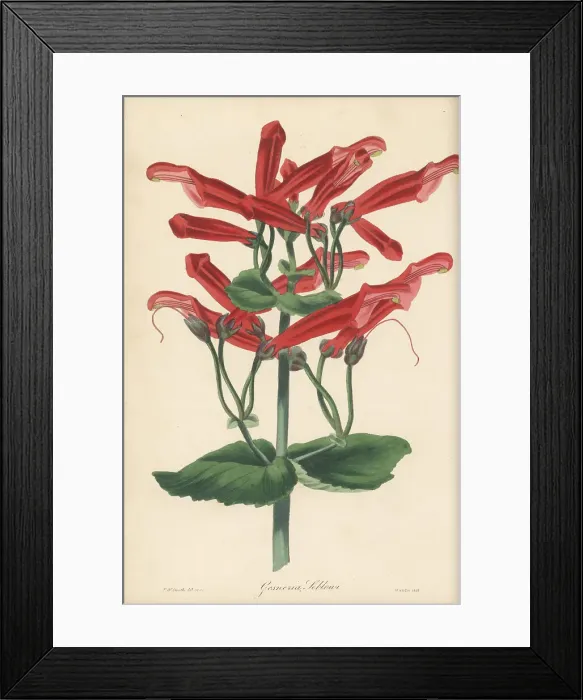 Framed Print : Sinningia cooperi Framed Print : Sinningia cooperi