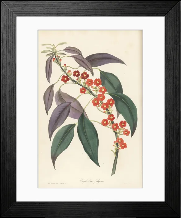 Framed Print : Scarlet plume, Euphorbia fulgens Framed Print : Scarlet plume, Euphorbia fulgens