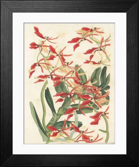 Framed Print : Renanthera coccinea orchid Framed Print : Renanthera coccinea orchid
