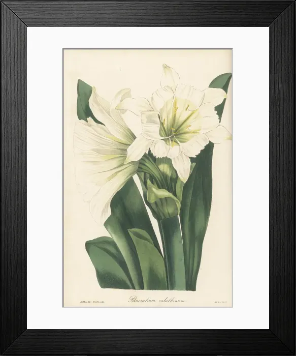 Framed Print : Ismene narcissiflora Framed Print : Ismene narcissiflora