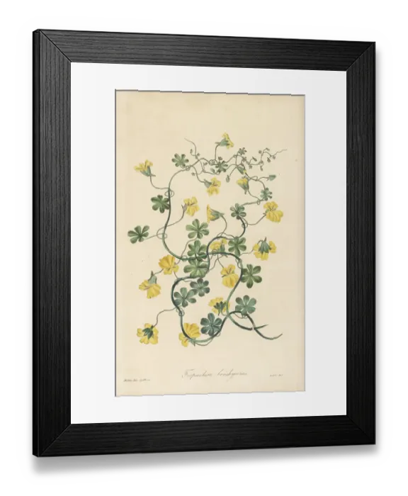 Framed Print : Short-spurred tropaeolum, Tropaeolum brachyceras Framed Print : Short-spurred tropaeolum, Tropaeolum brachyceras