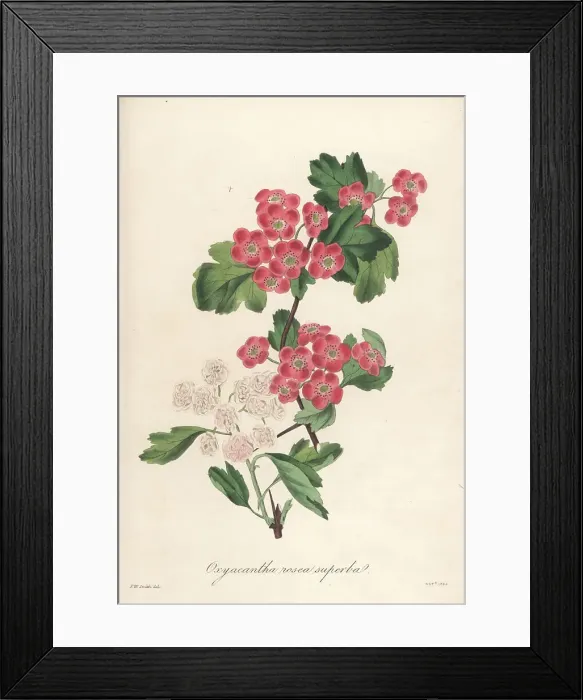 Framed Print : Flowering hawthorn, Oxycantha rosea superba Framed Print : Flowering hawthorn, Oxycantha rosea superba