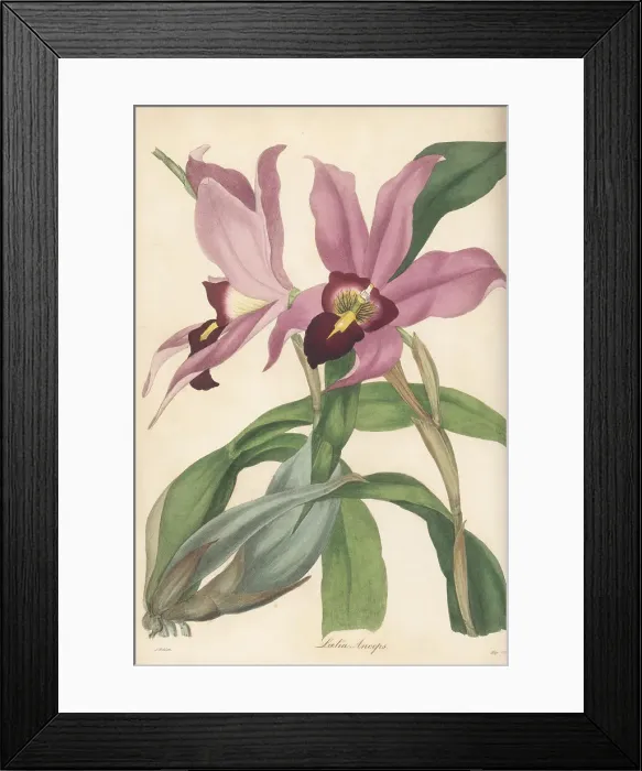 Framed Print : Laelia anceps orchid Framed Print : Laelia anceps orchid