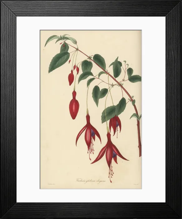 Framed Print : Hummingbird fuchsia, Fuchsia magellanica Framed Print : Hummingbird fuchsia, Fuchsia magellanica