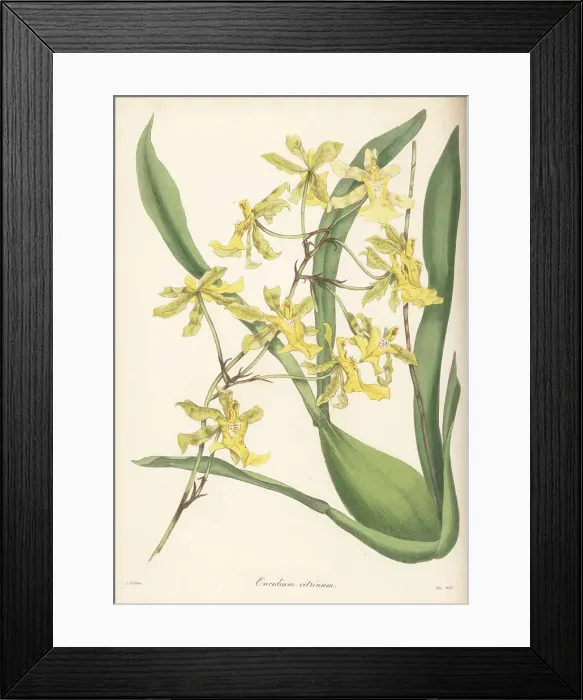 Framed Print : Lemon-coloured oncidium, Oncidium citrinum Framed Print : Lemon-coloured oncidium, Oncidium citrinum