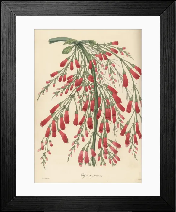 Framed Print : Fountainbush, Russelia equisetiformis Framed Print : Fountainbush, Russelia equisetiformis