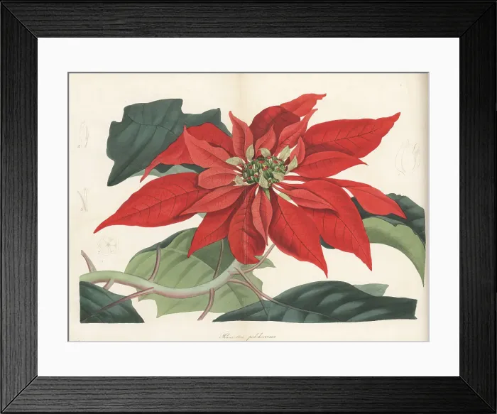 Framed Print : Poinsettia, Euphorbia pulcherrima
