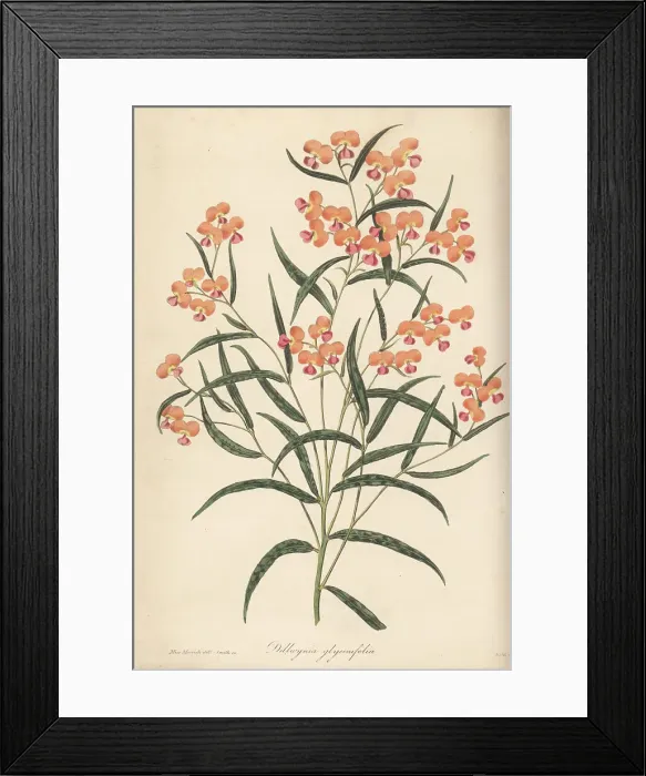 Framed Print : Chorizema glycinifolium Framed Print : Chorizema glycinifolium