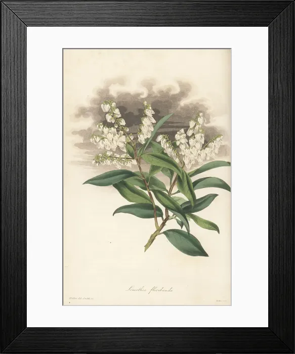 Framed Print : Mountain fetterbush, Pieris floribunda Framed Print : Mountain fetterbush, Pieris floribunda