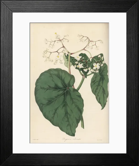 Framed Print : Begonia obliqua Framed Print : Begonia obliqua