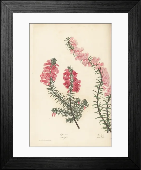 Framed Print : Common heath, Epacris impressa Framed Print : Common heath, Epacris impressa
