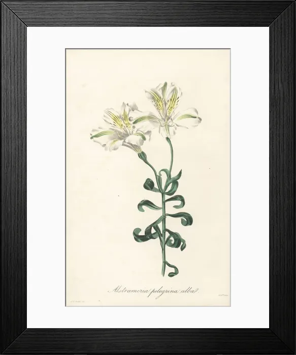 Framed Print : Peruvian lily, Alstroemeria pelegrina Framed Print : Peruvian lily, Alstroemeria pelegrina