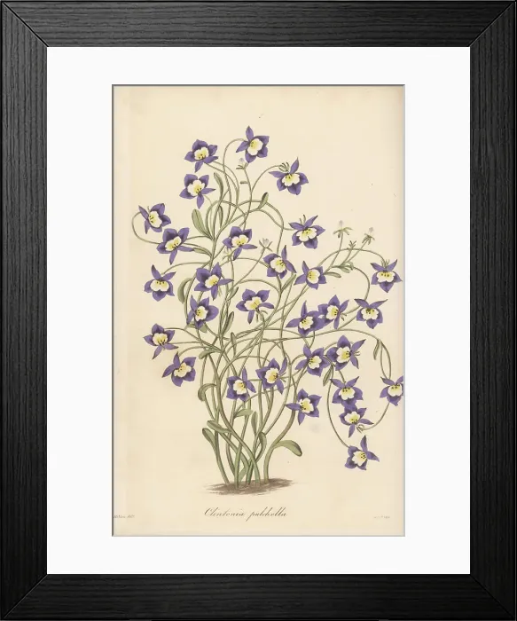 Framed Print : Flatface calicoflower, Downingia pulchella