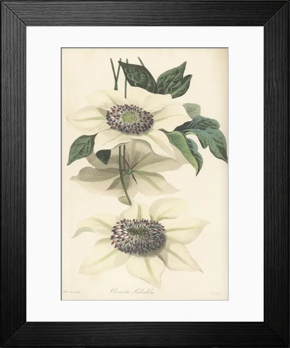 Framed Print : Asian virginsbower, Clematis florida Framed Print : Asian virginsbower, Clematis florida