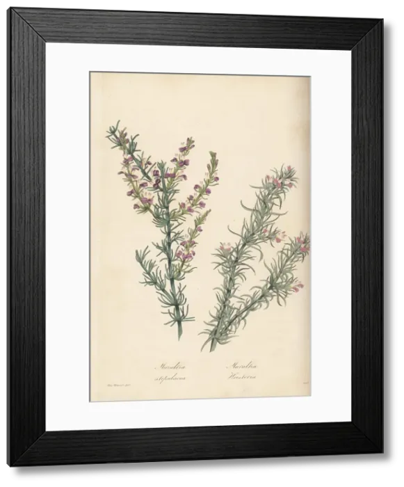 Framed Print : Stipular milk-wort and Heister's muraltia Framed Print : Stipular milk-wort and Heister's muraltia