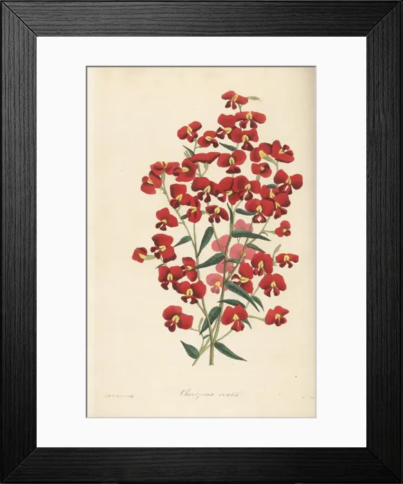 Framed Print : Chorizema ovatum Framed Print : Chorizema ovatum