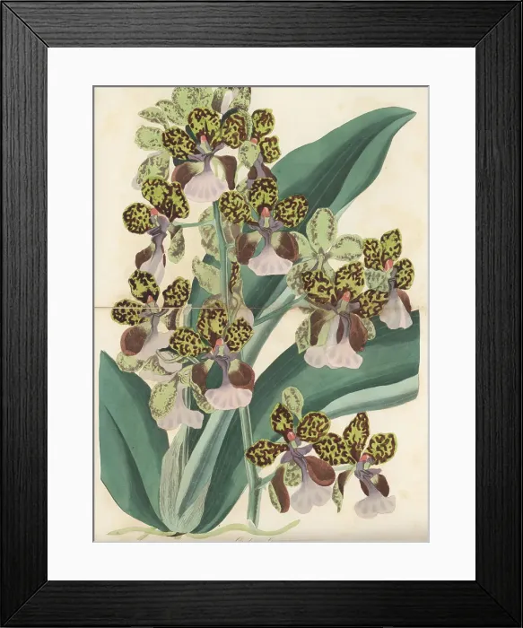 Framed Print : Lance's trichocentrum, Trichocentrum lanceanum Framed Print : Lance's trichocentrum, Trichocentrum lanceanum
