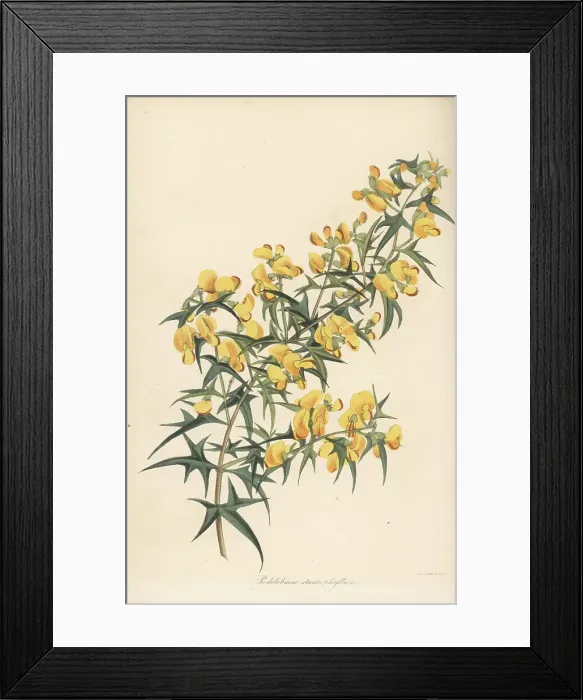 Framed Print : Prickly shaggy-pea, Podolobium ilicifolium Framed Print : Prickly shaggy-pea, Podolobium ilicifolium