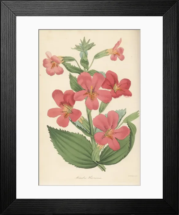 Framed Print : Monkeyflower hybrid, Mimulus -- harrisonianus auct Framed Print : Monkeyflower hybrid, Mimulus -- harrisonianus auct