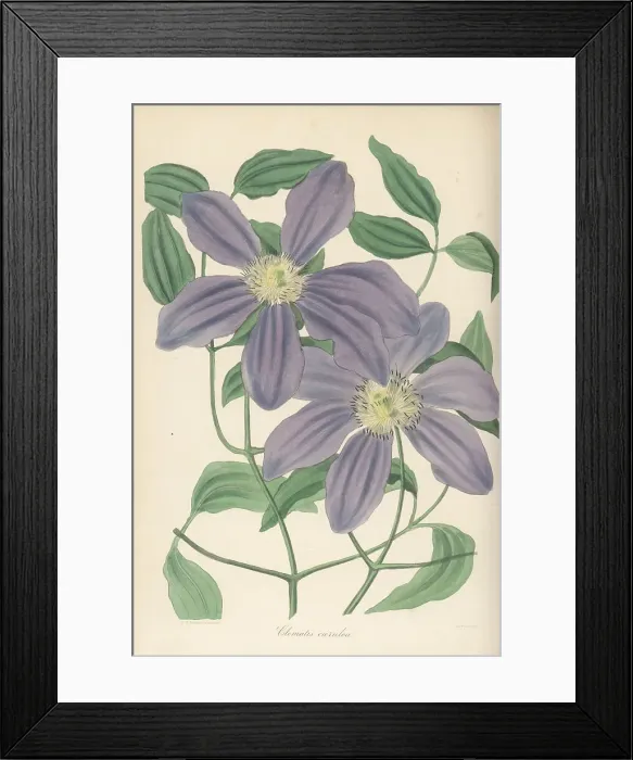 Framed Print : Kazeguruma, Clematis patens Framed Print : Kazeguruma, Clematis patens