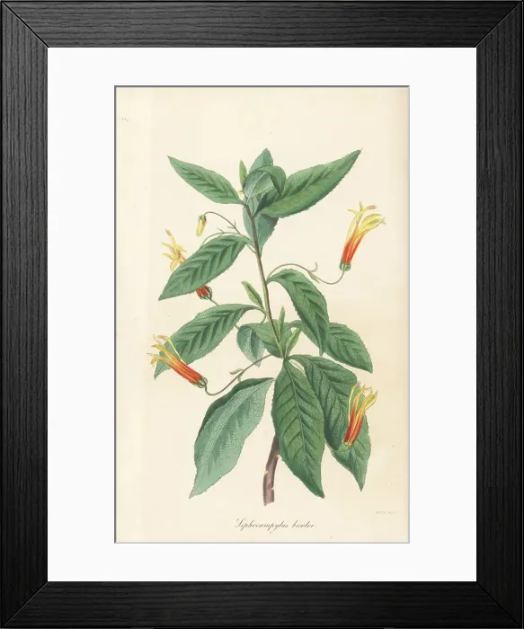 Framed Print : Mexican lobelia, Lobelia laxiflora Framed Print : Mexican lobelia, Lobelia laxiflora
