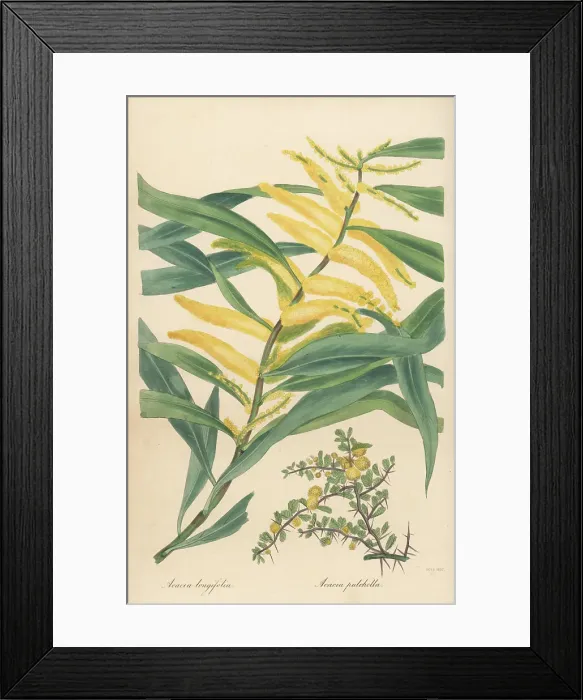 Framed Print : Golden wattle and prickly moses Framed Print : Golden wattle and prickly moses