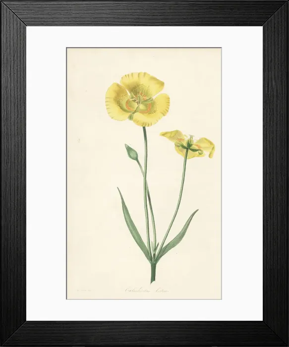 Framed Print : Yellow mariposa lily, Calochortus luteus Framed Print : Yellow mariposa lily, Calochortus luteus
