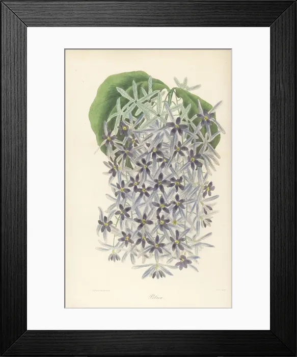 Framed Print : Purple wreath, Petrea volubilis Framed Print : Purple wreath, Petrea volubilis