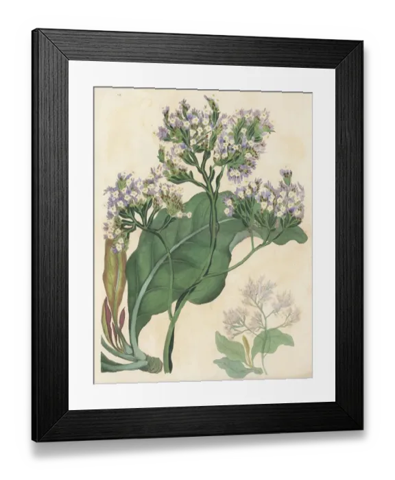 Framed Print : Sea lavender, Limonium arboreum Framed Print : Sea lavender, Limonium arboreum
