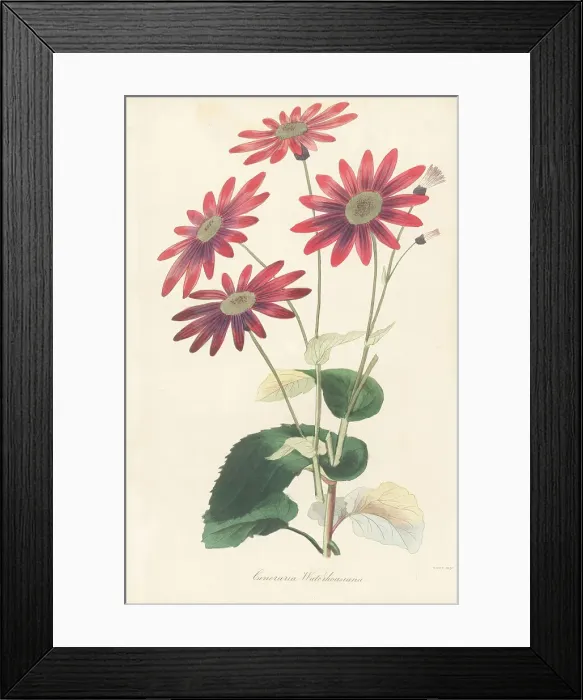 Framed Print : Pericallis tussilaginis Framed Print : Pericallis tussilaginis